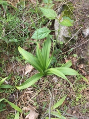 Veratrum hybridum