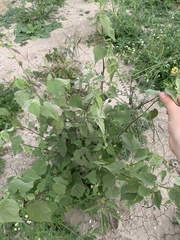 Abutilon trisulcatum