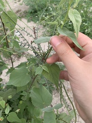 Abutilon trisulcatum