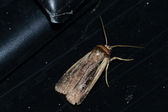 Ochropleura implecta
