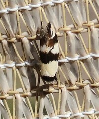 Zonopetala decisana