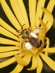 Neocorynura