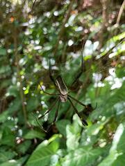 Trichonephila clavipes