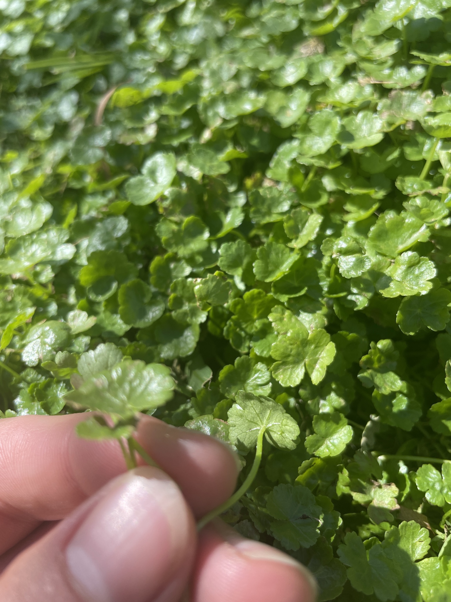 Hydrocotyle sibthorpioides Lam.