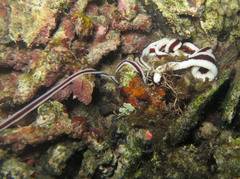 Baseodiscus hemprichii