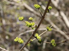 Fraxinus berlandieriana