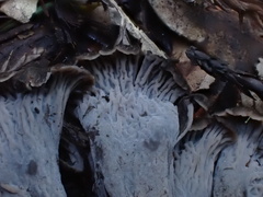 Craterellus atrocinereus