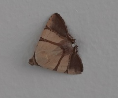 Eulepidotis juncida