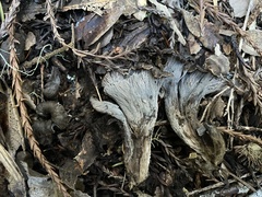 Craterellus atrocinereus