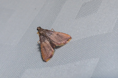 Endotricha mesenterialis