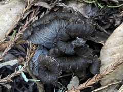 Craterellus atrocinereus