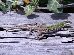 Podarcis siculus campestris