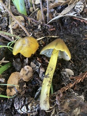 Hygrocybe