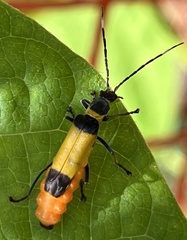 Chauliognathus imperialis