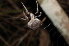 Hortophora