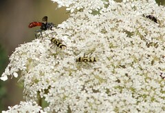 Chlorophorus varius