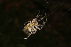 Hortophora