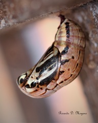 Brassolis sophorae vulpeculus