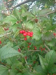 Viburnum trilobum image