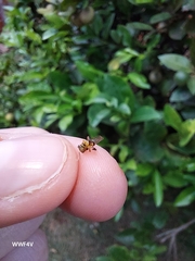 Tetragonisca fiebrigi