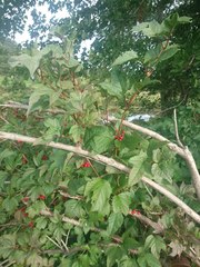 Viburnum trilobum image