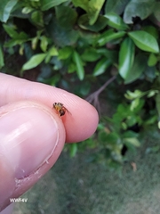 Tetragonisca fiebrigi