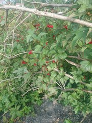 Viburnum trilobum image
