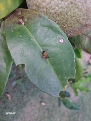 Tetragonisca fiebrigi