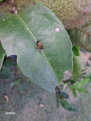 Tetragonisca fiebrigi