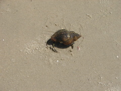 Clibanarius vittatus