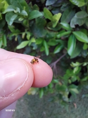 Tetragonisca fiebrigi