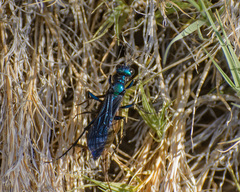 Chlorion aerarium