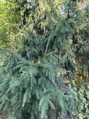 Picea