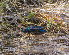 Chlorion aerarium