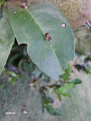 Tetragonisca fiebrigi