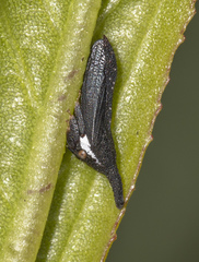Membracinae