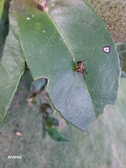 Tetragonisca fiebrigi