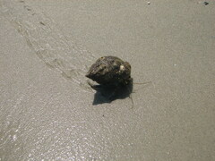 Clibanarius vittatus