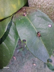 Tetragonisca fiebrigi