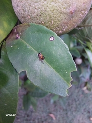 Tetragonisca fiebrigi