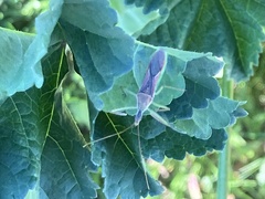 Zelus renardii