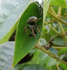 Araneus granadensis
