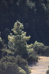 Pinus leiophylla