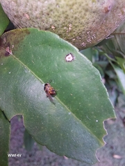 Tetragonisca fiebrigi