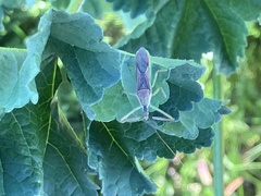 Zelus renardii