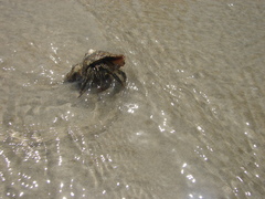 Clibanarius vittatus