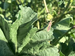 Zelus renardii