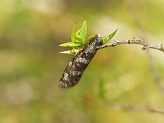 Lepidoscia heliochares