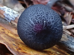 Entoloma serrulatum
