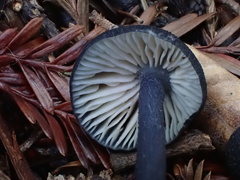 Entoloma serrulatum